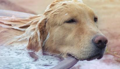 Tips for Safely Washing Your Dog At Home